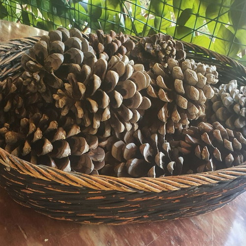 Basket with 15 pine cones