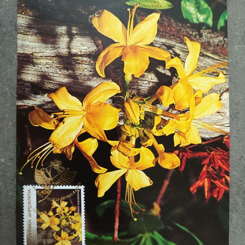 Greek flora 2005 complete stamp series on maximum cards new
