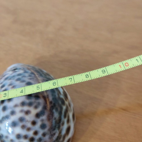 Natural Cyprus tiger shells new, set of 2 pieces