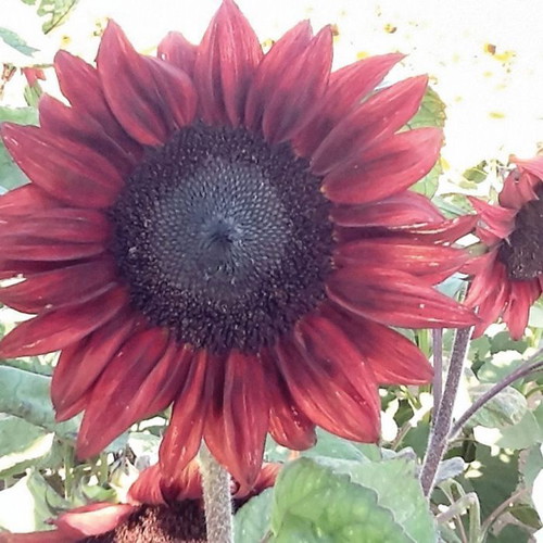 Red Sun sunflower seeds plant cultivation pack like new