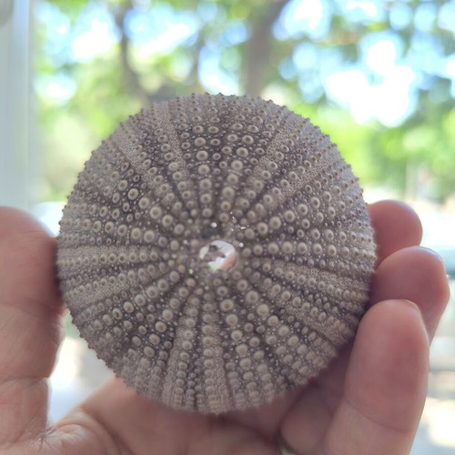Sea Urchin Shell like new for decoration and impression