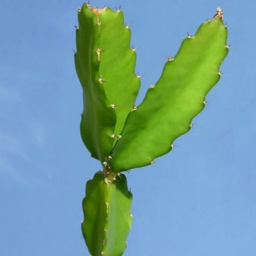 Dragon cactus or Hylocereus 15-17cm made to order