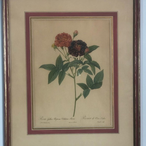 Pierre-Joseph Redouté Historical Botanical Print Frames Refurbished