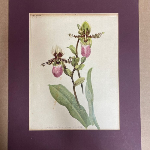 Cypripedium Chamberlaini lithograph like new, colored with passepartout