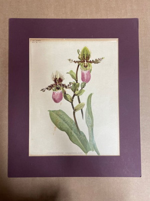 Cypripedium Chamberlaini lithograph like new, colored with passepartout