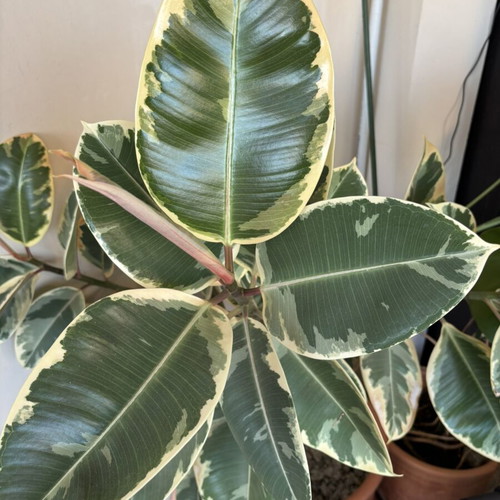 Variegated Rubber Plant Ficus elastica like new in terracotta pot