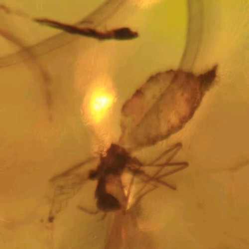 Amber pieces new, pack of 10 with fossilized insects and leaves
