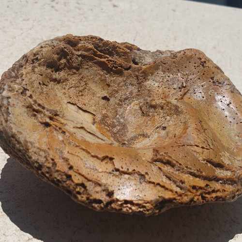 Fossilized Oyster Ostrea soap dish new