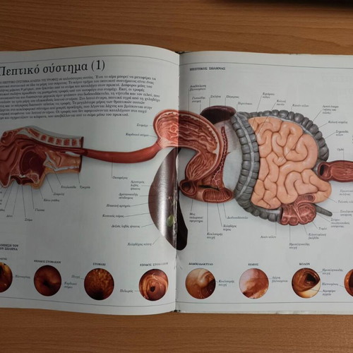 The Human Body panoramic dictionary used, Greek language