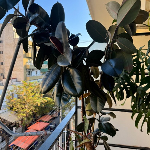 Ficus plant black like new