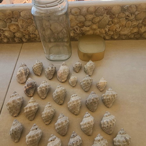 Fossil shells like new, jar with 27 pieces