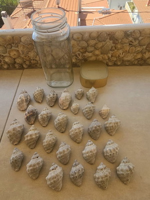 Fossil shells like new, jar with 27 pieces