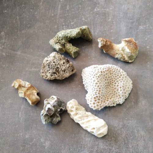 Rare rocks used, pack of 7 pieces, coral from Sri Lanka
