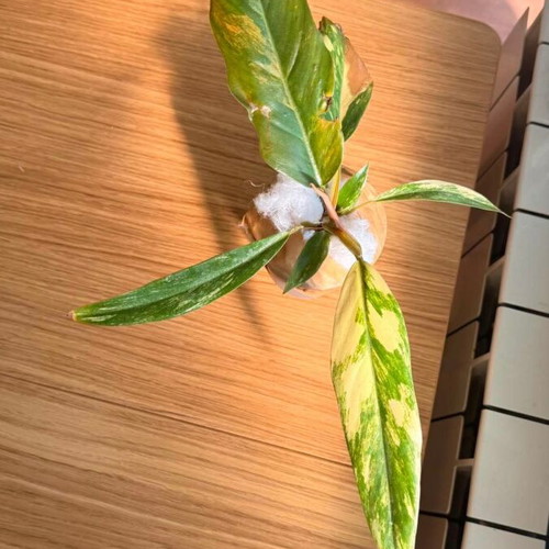 Philodendron Caramel Marble Variegata new with unique marble variegation