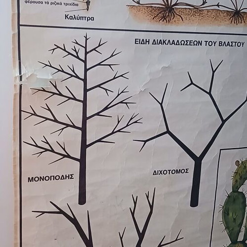 Vintage Botanical School Chart used, 75 cm