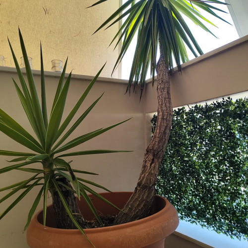 Yucca plant with two trunks, 2.05m height, with pot