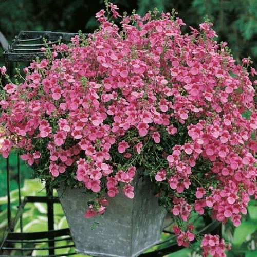 Diascia Twinspur Pink Queen flower seeds, pack of 20