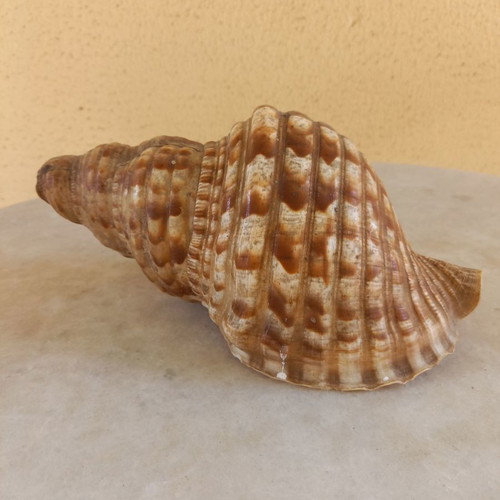 Natural shell used, 24 cm long with damage
