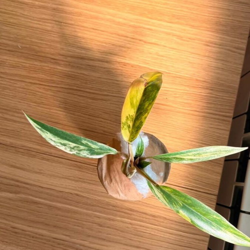 Philodendron Caramel Marble Variegata new with unique marble variegation