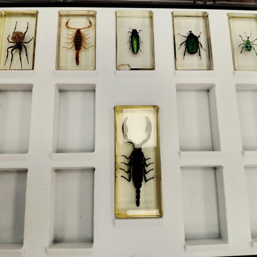 Deagostini insect collection used with plastic case