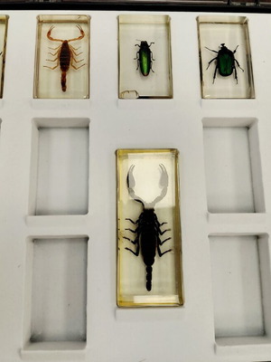 Deagostini insect collection used with plastic case