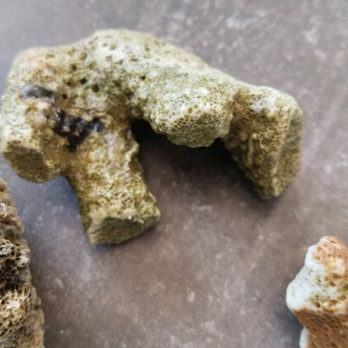 Rare rocks used, pack of 7 pieces, coral from Sri Lanka