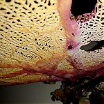  Φυσικό γνήσιο κοράλλι.