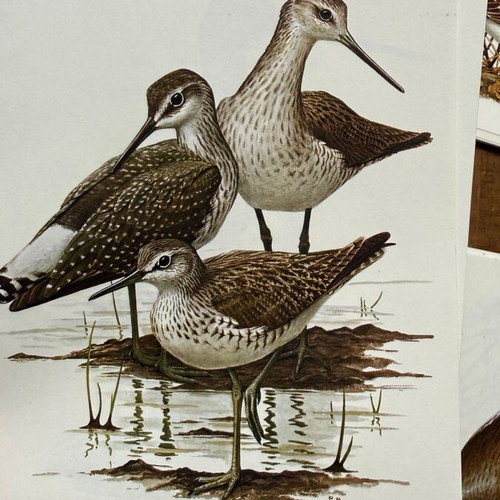 Large Lot of 220 Vintage Artis Historia Prints, Birds, Animals & Botanical Illustrations