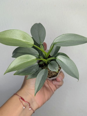 Philodendron hastatum Silver Sword φυτό