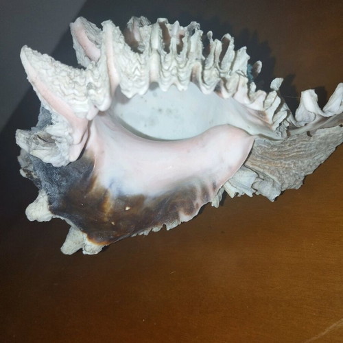 Shell 13cm used with pink beige gray colors
