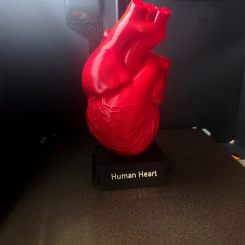 3D printed human heart model 1:1 scale