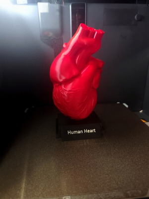 3D printed human heart model 1:1 scale