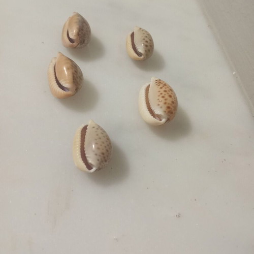 Cypraeidae shells like new, pack of 5, Ionian Sea