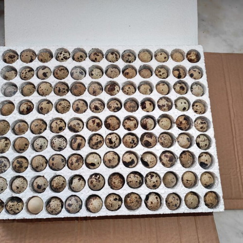 Quail Eggs for Incubation Mixed Jumbo Large Japanese Giant Polar