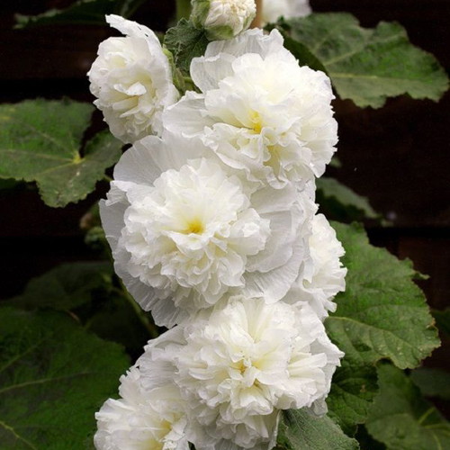 Hollyhock Alcea Rosea Double White seeds, pack of 20