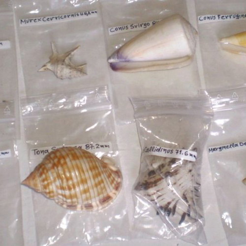Natural sea shells used, collection of 137 pieces, selected