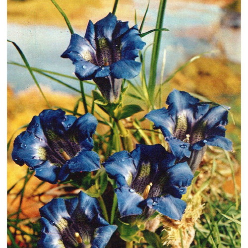 Old postcards like new, pack of 4 collectible