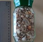 Seashells in jar new large collection