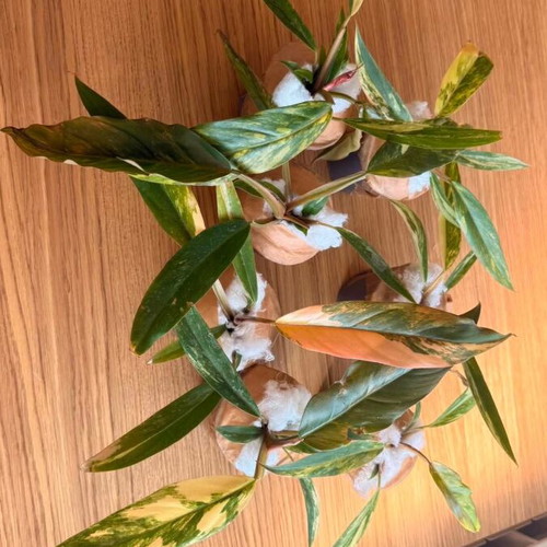 Philodendron Caramel Marble Variegata new with unique marble variegation