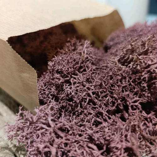 Decorative moss new, ideal for terrariums and DIY projects