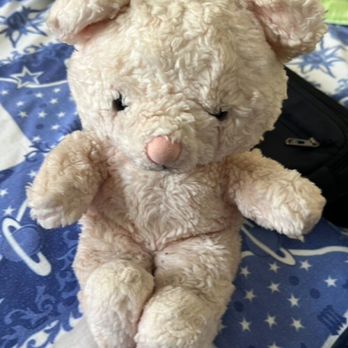 Teddy bear used plush toy