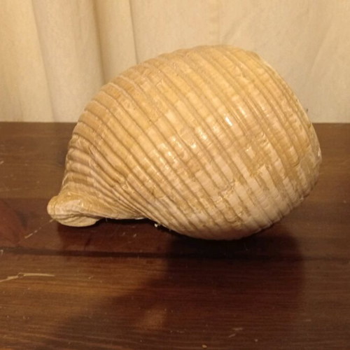 Natural shell large size like new