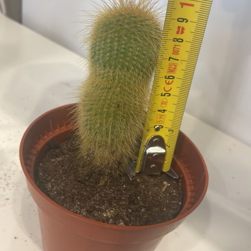Cleistocactus cactus 9cm height new