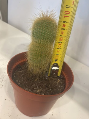Cleistocactus cactus 9cm height new