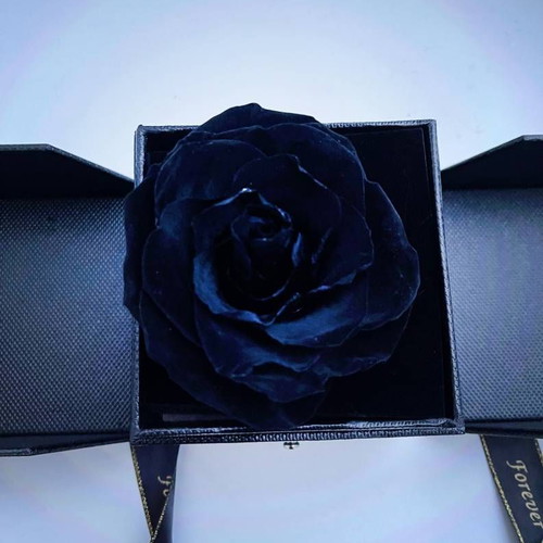 Forever Rose black with jewelry case in luxury box new