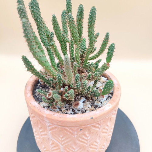 Opuntia Tuna Monstruosa Cactus in Ceramic Pot new