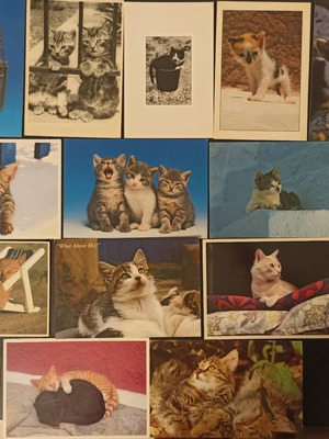 Carte Postale cat collection used, 20 pieces