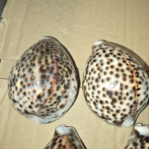 Tiger Cowrie Shells set of 5 like new
