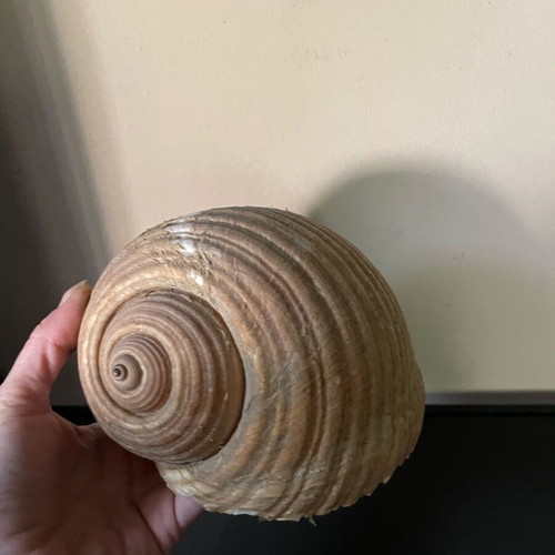 Sea shell Bouhona used, medium size Tonna Galea