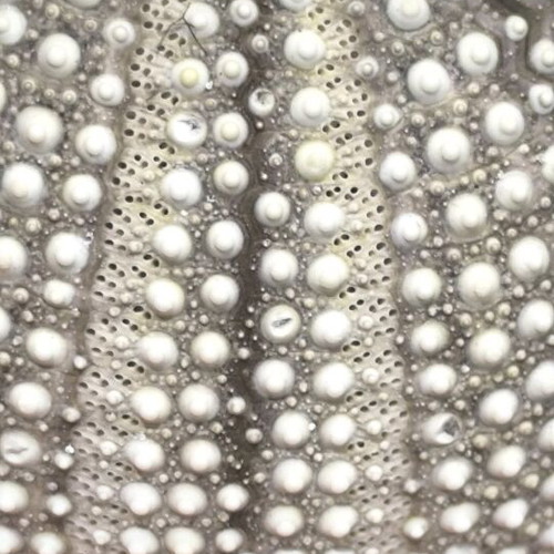Sea Urchin Shell natural, like new